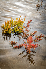 detail of red samphire or sea asparagus in the salt water