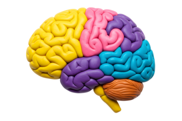 3d illustration Colorful Brain Model. Isolated on transparent background, png