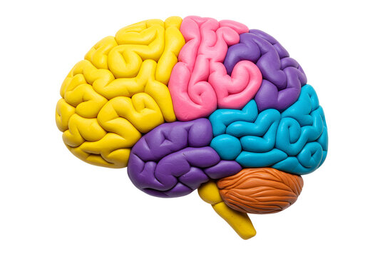 3d illustration Colorful Brain Model. Isolated on transparent background, png