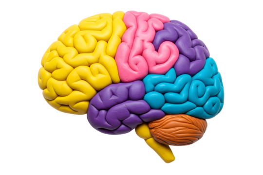 3d illustration Colorful Brain Model. Isolated on transparent background, png
