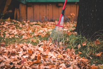 Rake gathering dry brown and orange leaves on green grass near a tree trunk, illustrating the concept of seasonal yard work and fall cleanup activities outdoors