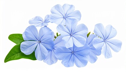 White plumbago or Cape leadwort flower. Close up small blue flower bouquet isolated on transparent white background.