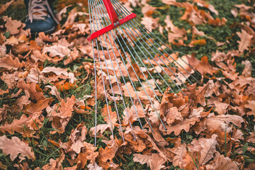 Person actively raking a large pile of dry, fallen oak leaves from a vibrant green lawn during the autumn season, showcasing seasonal yard work and clean up