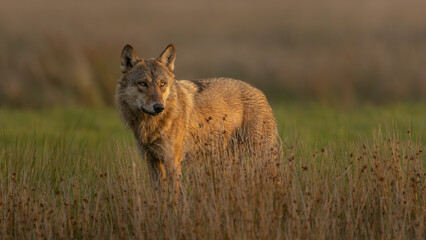 Wolf