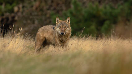 Wolf