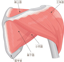 背面から見た三角筋 Deltoid muscle seen from the back
