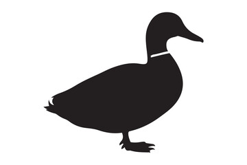 Obraz premium Black silhouette of a mallard duck stands gracefully on a transparent background