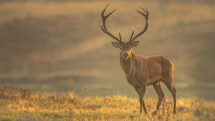 Hirsch