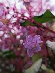 Obraz premium pink flowers