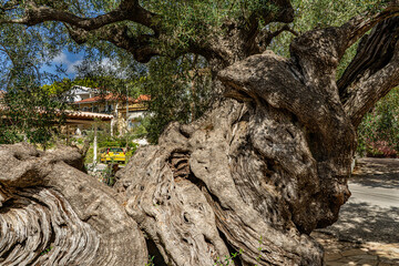 Fototapeta premium 2000 Jahr alter Olivenbaum in Eco Chora - Zakynthos