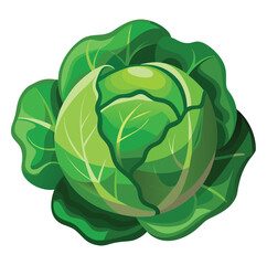 Vibrant green cabbage with tightly packed leaves