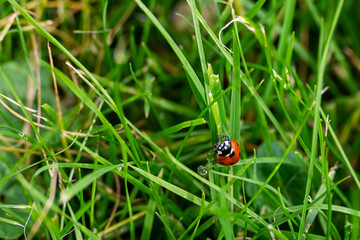 Ladybug crawls on vibrant green grass with a tiny water droplet.