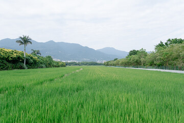 rice field in the mountains