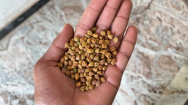 Handful of Chickpeas in Palm | Raw Gram Close-Up Macro View Natural Footage