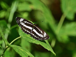 Schwarzbraune Trauerfalter (Neptis sappho) im Nationalpark Tara