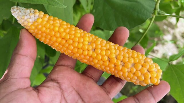 Popcorn Maize in Hand Close-Up | Dry Corn Kernels Holding Macro View Natural Footage