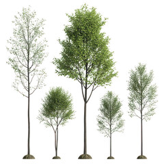 Five diverse trees with green and foliage transparent nature