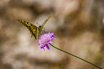 Papilio machaon es una mariposa de la familia  Papilionidae