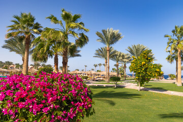 Resort garden with vivid green grass, palm trees, beach umbrellas and colorful flowers on sunny day