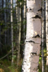 Birch tree trunk close up with blurred dark forest in background on sunny summer day