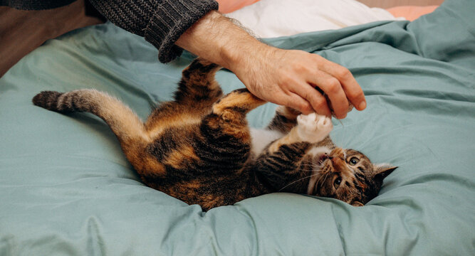 A man angers a domestic cat lying on the bed with his hand