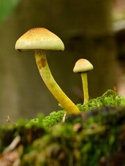 Small mushrooms in the autumn forest macro shot