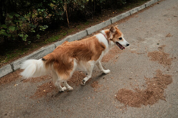 Friendly red and white dog walking along a paved park path surrounded by greenery. Relaxed outdoor moment during a walk.