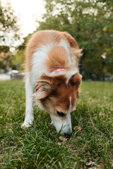 Close view of red and white mix breed dog sniffing fresh grass in the park. Peaceful and curious outdoor behavior.