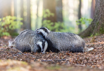 Pair of European badgers is playing in the forest. Horizontally.  © frank11