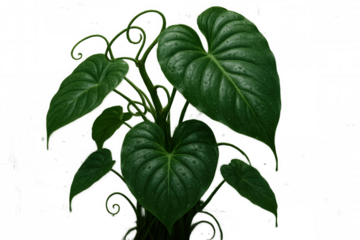 Lush green philodendron leaves with water drops on a climbing houseplant, transparent background
