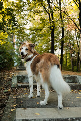 Smiling red and white dog looking back while standing on forest path. Joyful outdoor walk moment.