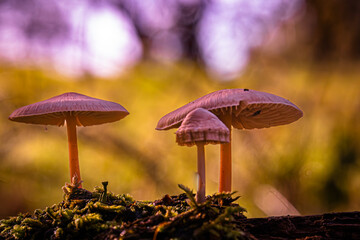 Wie kleine Sonnenschirme stehen die Pilze im goldenen Herbstlicht, ihre Hüte glänzen im sanften Glühen des Waldes. Das Moos zu ihren Füßen schimmert feucht, als hätte der Morgen selbst ihnen Leben ein