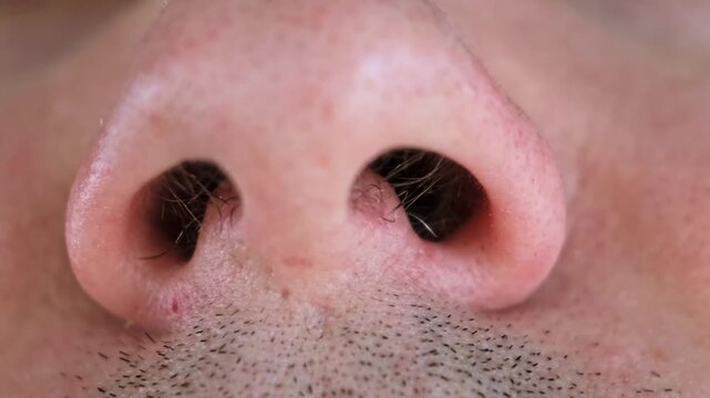 Male's nostrils wiggle view from the inside. Nose hair. Breathing problems due to a deviated septum. Need for septoplasty. Adenoids. Catching the scent. Allergic itching. High quality 4k footage.