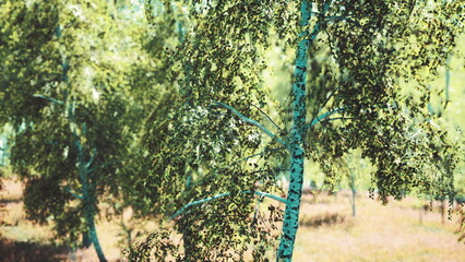 Fototapeta premium Sunlight filters through the vibrant leaves of towering trees, creating a serene atmosphere in the forest. The lush greenery invites exploration and appreciation of natures splendor.