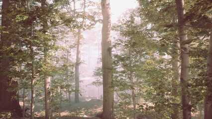 Morning light filters gently through the trees, creating a serene atmosphere in the forest. The mist hangs softly, adding a magical quality to the natural setting, inviting exploration.