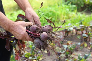A man harvests beets from a garden bed