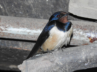 Colourful magpie perched on a fence in snow 