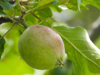 Apple with a pink side on a branch