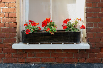 Window ledge planter and red flowers seen on the ground floor of an old, victorian house in a typical British street. A sash window is in the background.