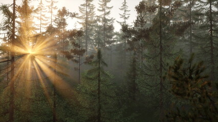 Sunlight breaks through the forest canopy, illuminating green pine trees. The peaceful atmosphere offers a sense of calm and connection to nature during early morning hours.