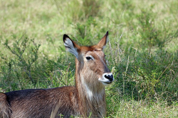 Closeup of a female Waterbuck resting in the shade, Masai Mara Kenya Africa
