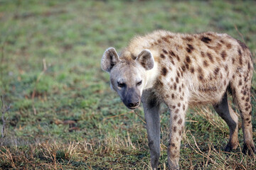 Closeup of an adult Hyena, Masai Mara Kenya Africa
