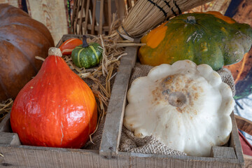 Paris, France - 11 10 2025: Halloween cucurbitaceae still life. Pumpkins, butternuts, squashes and...
