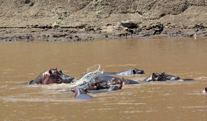 Group of Hippos in the Mara River, Masai Mara Kenya Africa
