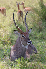 Male waterbuck resting in the shade, Masai Mara Kenya Africa
