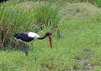 Saddle-billed Stork looking for food, Masai Mara Kenya Africa
