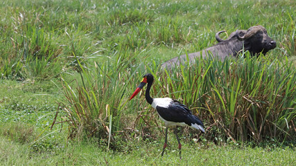 Saddle-billed Stork with an African Buffalo in the background, Masai Mara Kenya Africa
