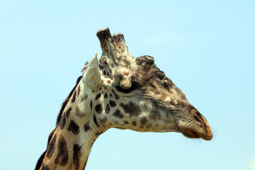Side view of the head of a Masai Giraffe, Masai Mara Kenya Africa
