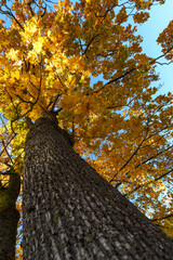 Low-Angle View of Two Maple Trees with Vibrant Yellow Autumn Leaves Against Blue Sky