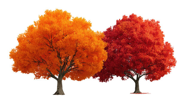 Two autumn trees with vibrant orange and red foliage, against a stark black background - Powered by Adobe